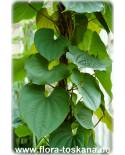 Dioscorea bulbifera - Cinnamon Vine, Chinese Yam