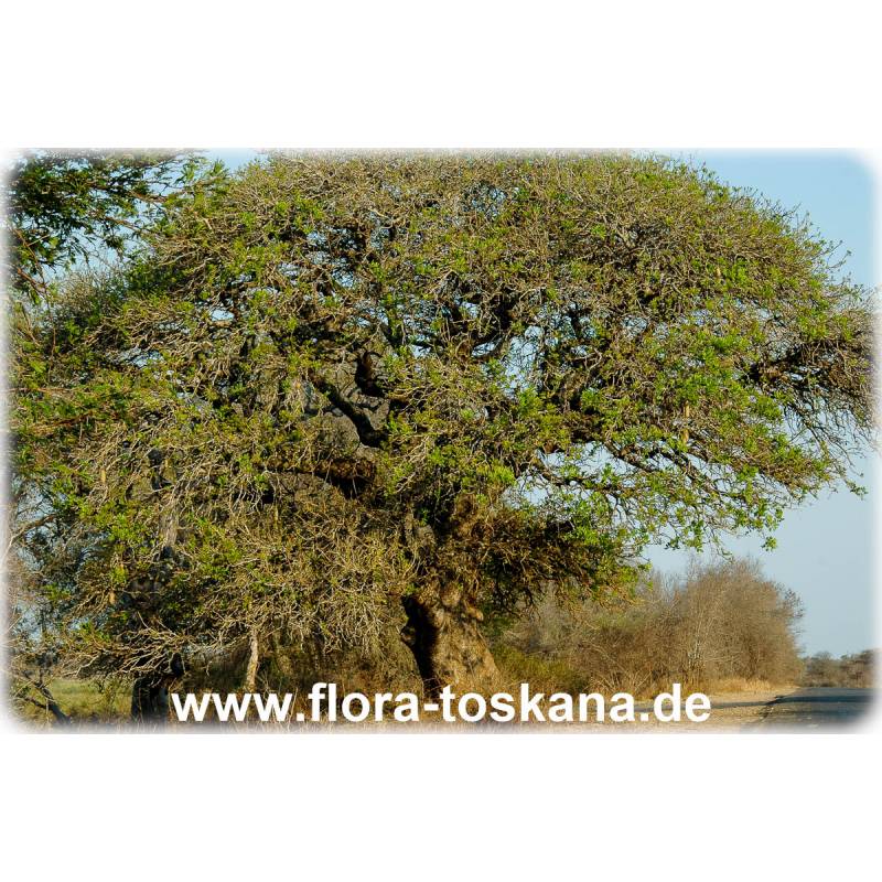 ~Sausage Tree~ Kigelia Africana Rare Tropical Tree Live Sml Potd Plant