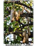~Sausage Tree~ Kigelia Africana Rare Tropical Tree Live Sml Potd Plant