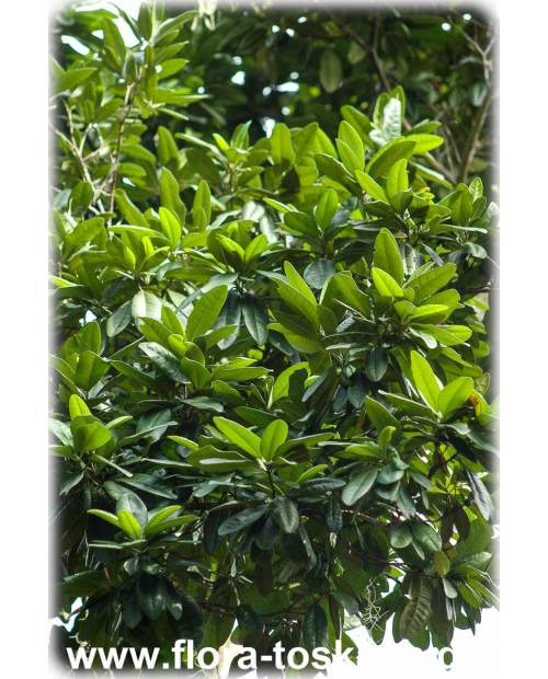 Pimenta dioica - Allspice, Jamaica Pepper, Pimento Tree