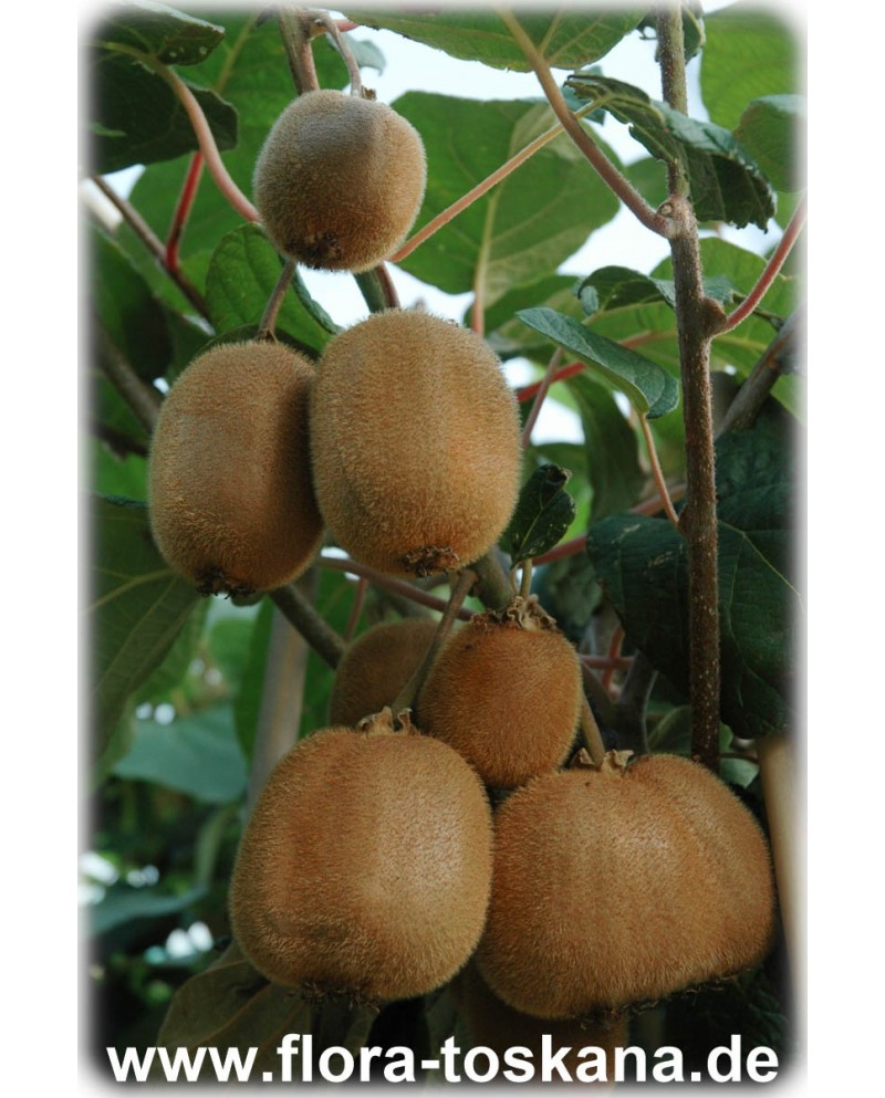Actinidia deliciosa - Kiwi (Pflanze), FLORA Strahlengriffel TOSKANA 