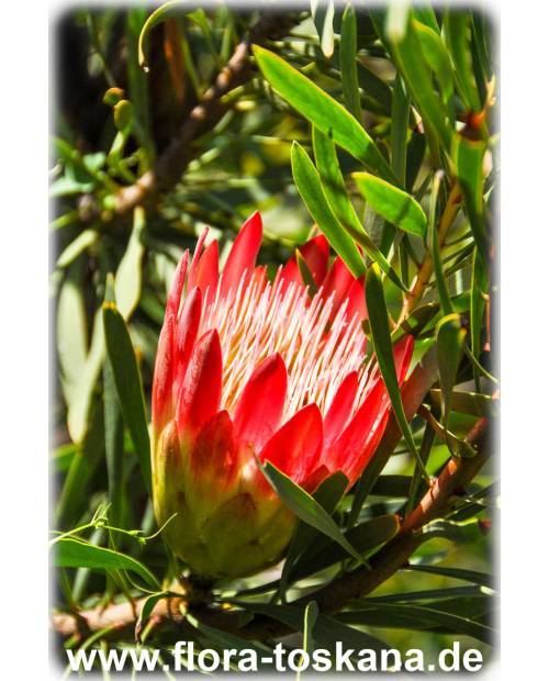 Protea eximia - Herzogin-Protea | Breitblättriger Zuckerbusch | Strahlenblütige Protea 