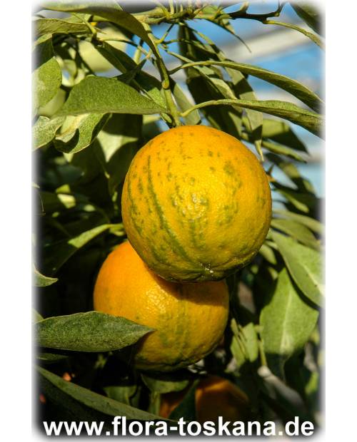 Citrus aurantium 'Turcicum Salicifolia' - Türkische weidenblättrige Bitterorange | Pomeranze