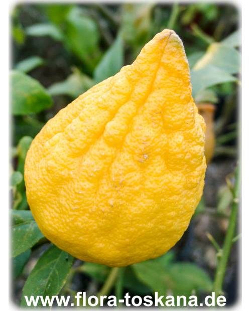 Citrus limon x Citrus medica 'Florentina' - Lemon-Citron-Hybrid