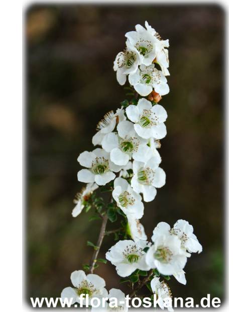 Leptospermum scoparium 'Alba' - Südseemyrte | Manuka | Neuseelandmyrte