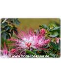 Calliandra selloi - Pink Powderpuff