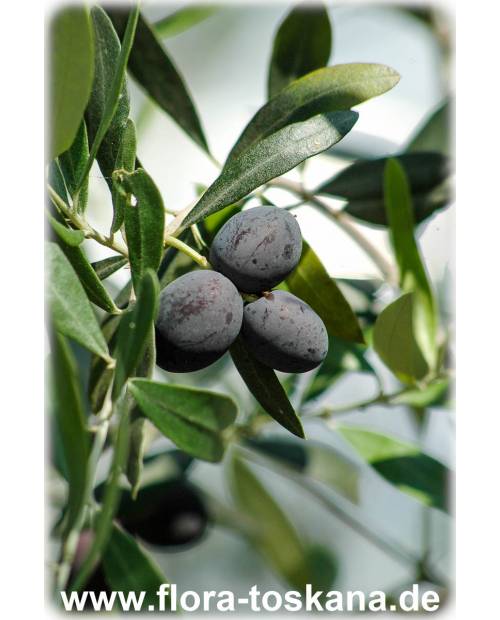 Olea europaea Fruchtsorten - Oliven (Pflanze) in Sorten