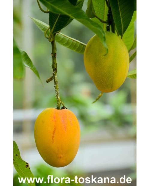 Mangifera indica Fruchtsorten - Mango