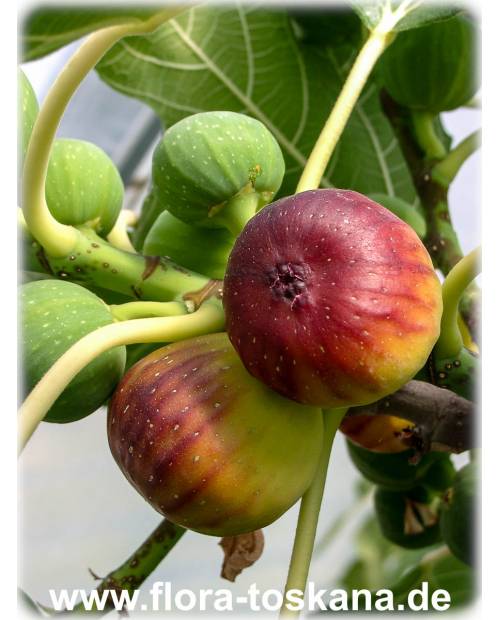 Hardy Set of edible plants: Fig | Pomegranate |Strawberry Tree