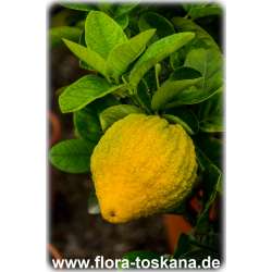 Citrus medica 'Deserto' - Desert-Zitronat-Zitrone (Pflanze) | Zitronatzitrone