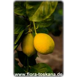Citrus limon 'Amalphitanum' - Zitrone (Pflanze) | Amalphi-Zitrone | Zitrone | Zitronenbäumchen | Zitronenbaum