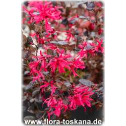 Loropetalum chinense - Chinese fringe flower