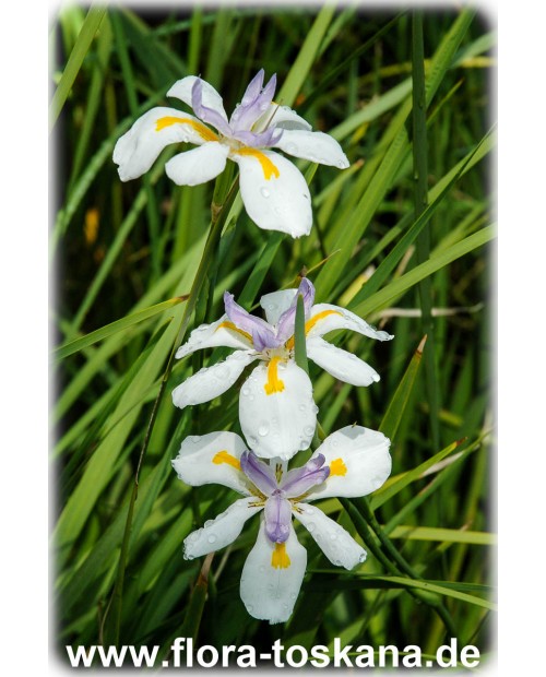 Dietes iridioides - African Iris, Fortnight Lily, Morea Iris