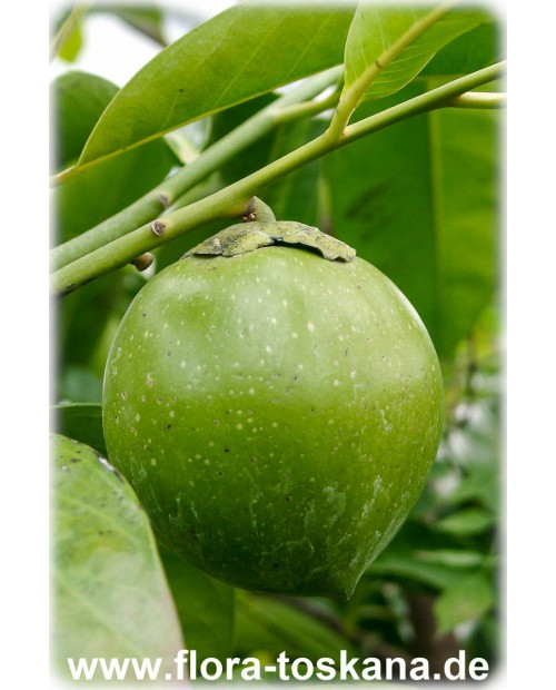 Diospyros digyna - Schwarze Sapote (Pflanze)