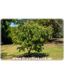 Dimocarpus longan - Longan (Pflanze)