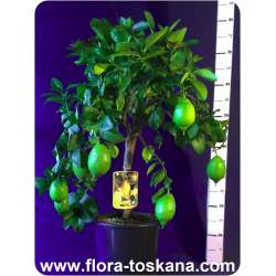 Citrus limon 'Verna' - Zitrone (Pflanze) | Verna Zitrone | Zitrone | Zitronenbäumchen | Zitronenbaum