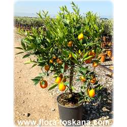 Citrus meyeri x Fortunella - Lemonquat (Pflanze) | Sunquat Zitronenbaum | Zitronenbäumchen Lemonquat | Sunquat