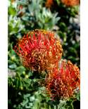 Leucospermum glabrum - Pincushion