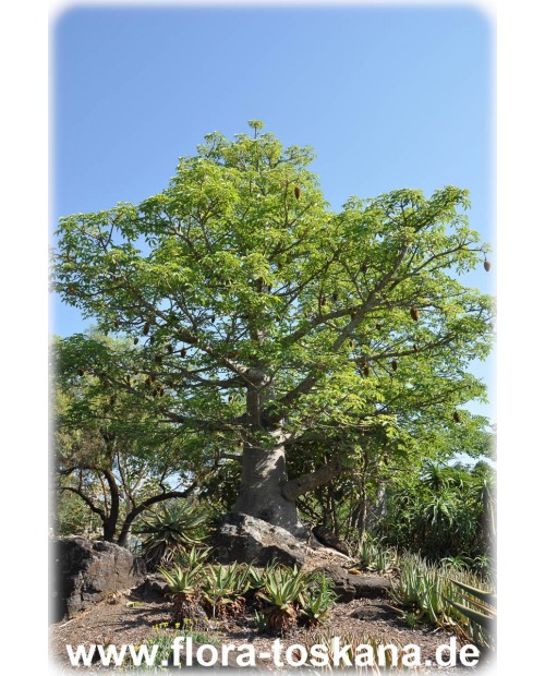 Adansonia digitata - Baobab, Monkey Bread Tree