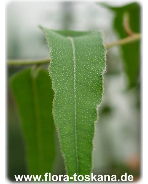 Eucalyptus citriodora - Lemon Eucalyptus, Citron-scented Gum
