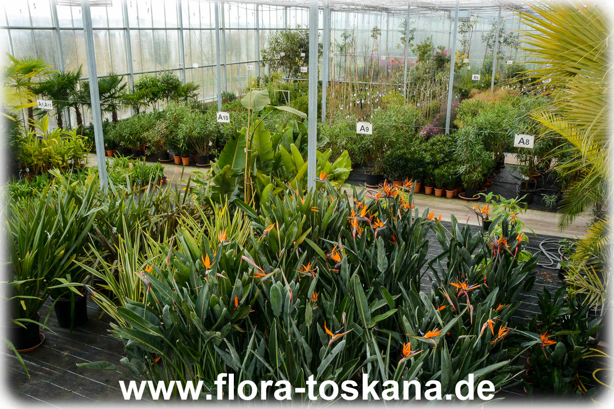 Kalthaus Flora Toskana - 20150214-2.jpg