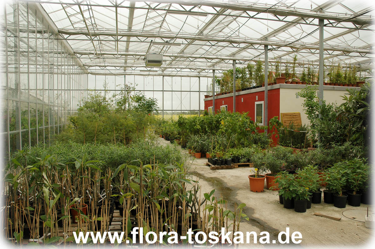 Flora Toskana - Betrieb - Gewächshaus -