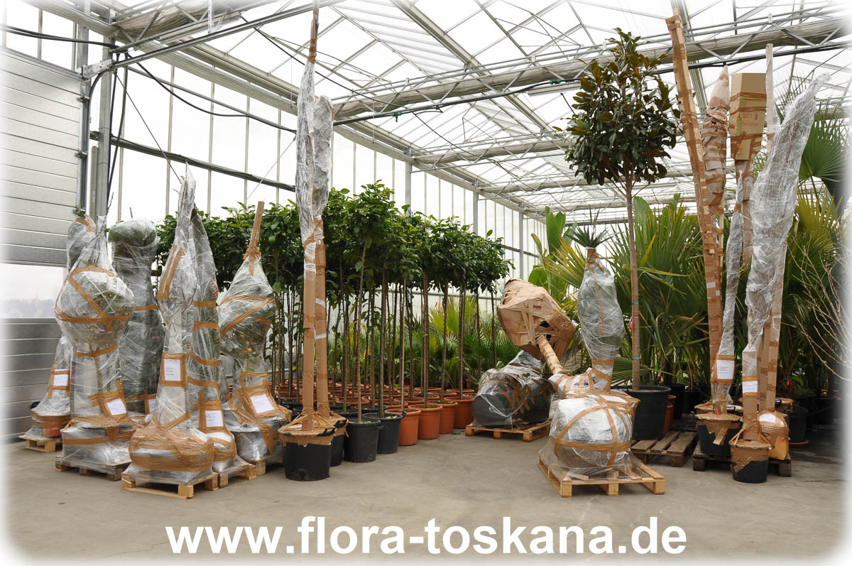 Betrieb - Flora Toskana - 20050705-2.jpg